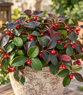 Gaultheria procumbens ‘Gaubi’ BIG BERRY